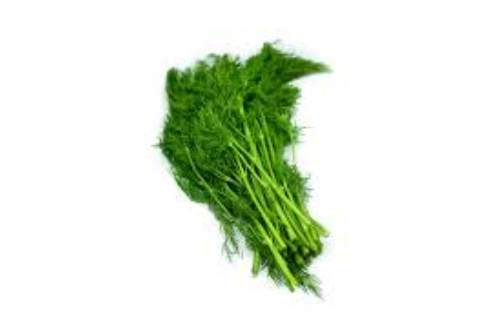FRESHLY DILL 50G